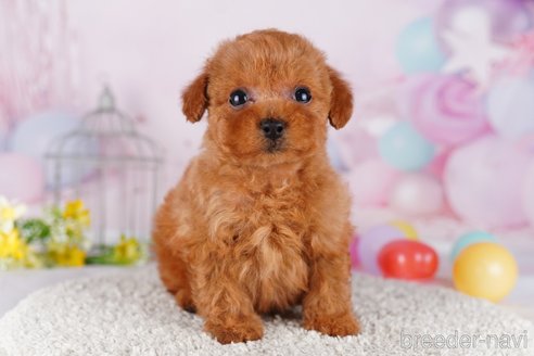 成約済の茨城県のトイプードル-283353の4枚目